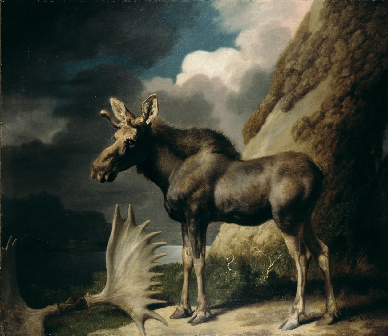 Elg, 1770 av George Stubbs