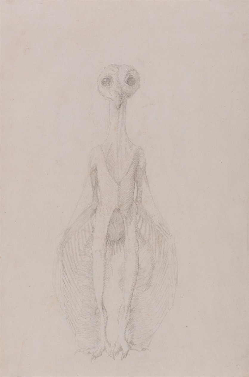 Ugle Stående, Forfra av George Stubbs