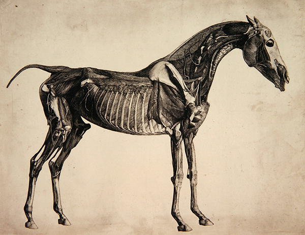Plate fra "The Anatomy of the Horse", ca. 1766 (gravering) av George Stubbs