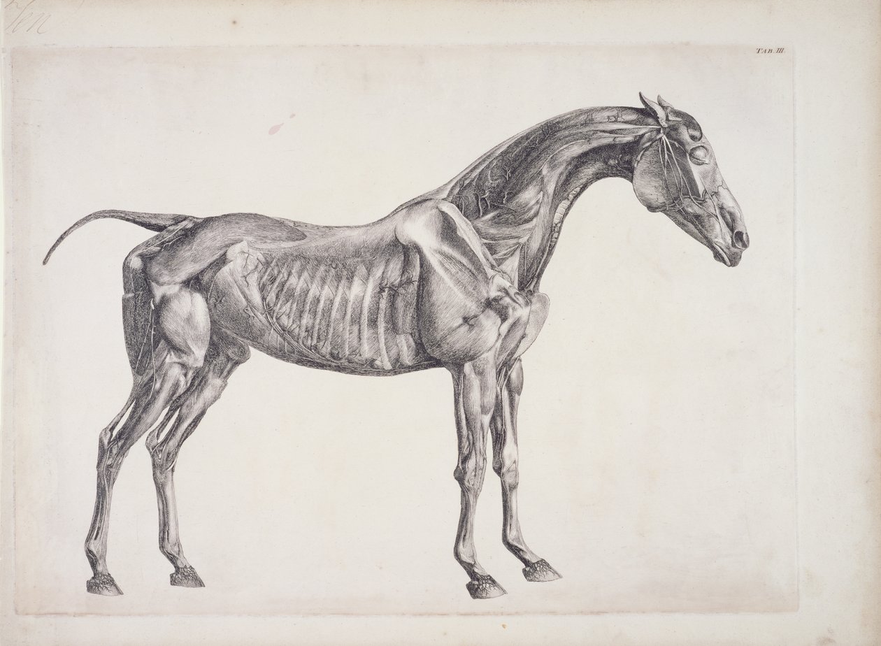 Plate fra The Anatomy of the Horse, ca. 1766 av George Stubbs