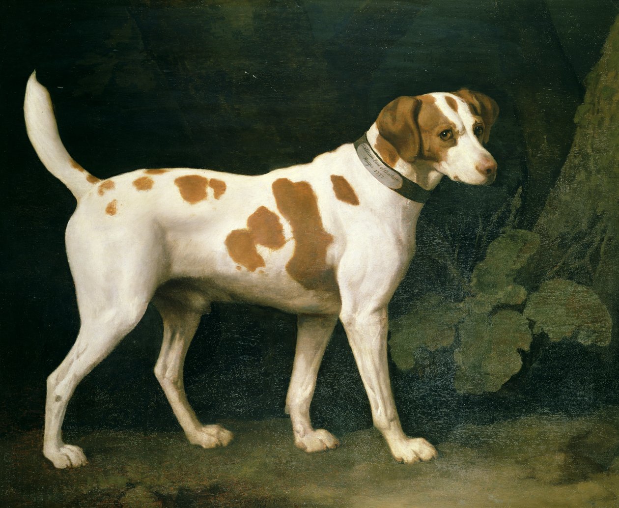Portrett av en hund som tilhører William Pitt av George Stubbs
