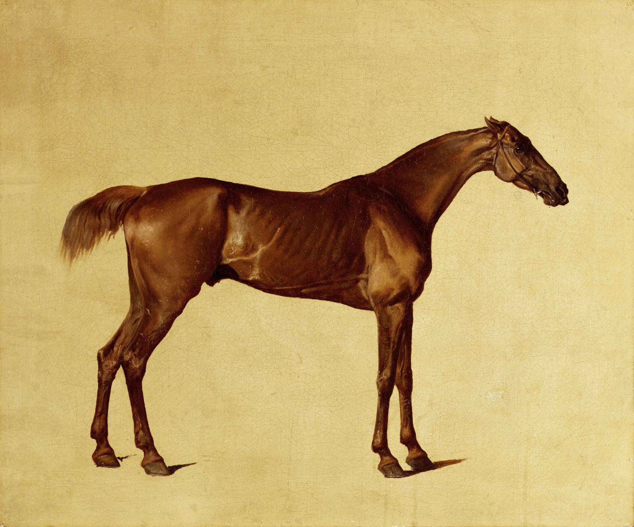 Rufus (olje på lerret) av George Stubbs