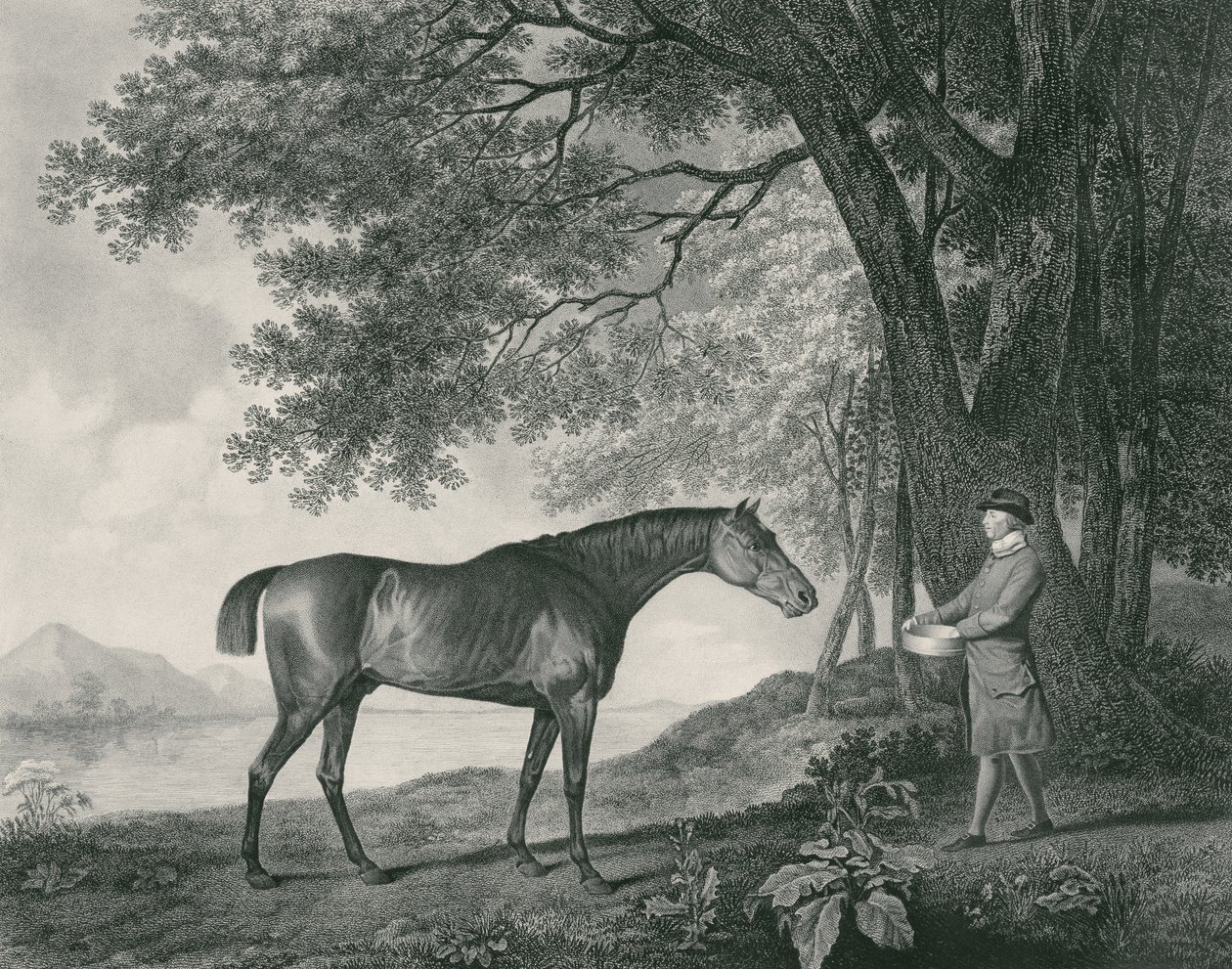 Sharke, gravert av George Townley Stubbs (1756-1815) pub. 1794 (radering) av George Stubbs