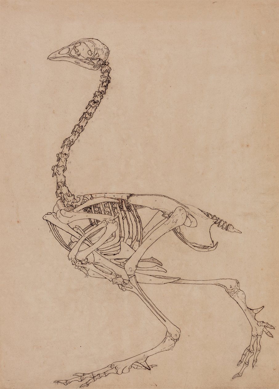Studie av en fugl, sideutsikt, fra en sammenlignende anatomisk fremstilling av strukturen til menneskekroppen med den til en tiger og en fugl, 1795-1806 (penn og blekk og grafitt på tynt vevd papir) av George Stubbs