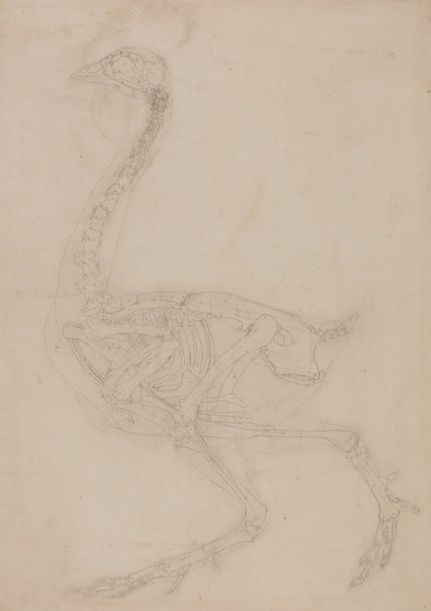 Studie av en fugl, sideutsikt, fra en sammenlignende anatomisk utstilling av strukturen til menneskekroppen med strukturen til en tiger og en fugl, 1795-1806 (grafitt på vevd papir) av George Stubbs