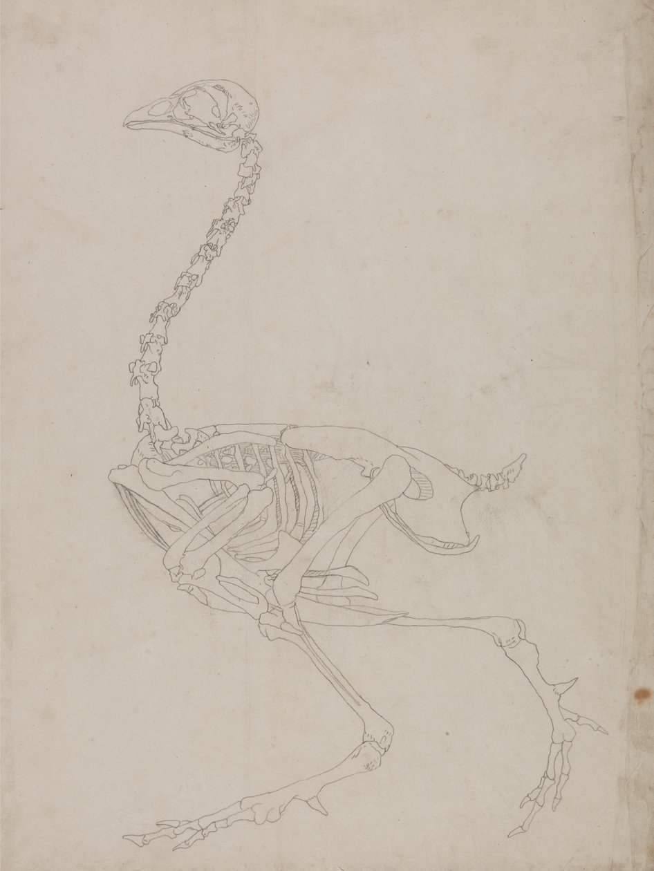 Studie av en fugl, sideutsikt, fra en sammenlignende anatomisk utstilling av strukturen til menneskekroppen med den til en tiger og en fugl, 1795-1806 (grafitt på tynt vevd papir) av George Stubbs