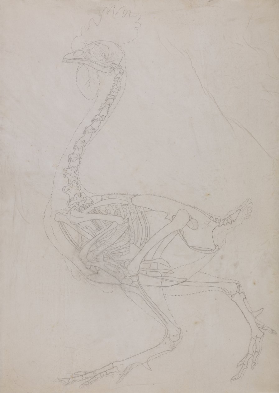 Studie av en fugl, sideutsikt, fra en sammenlignende anatomisk utstilling av strukturen til menneskekroppen med den til en tiger og en fugl, 1795-1806 (grafitt på tynt vevd papir) av George Stubbs