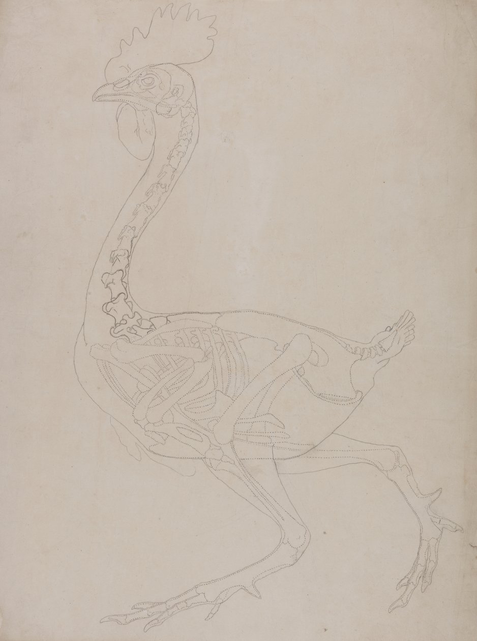 Studie av en fugl, sideutsikt, fra en sammenlignende anatomisk utstilling av strukturen til menneskekroppen med den til en tiger og en fugl, 1795-1806 (grafitt på tynt vevd papir) av George Stubbs
