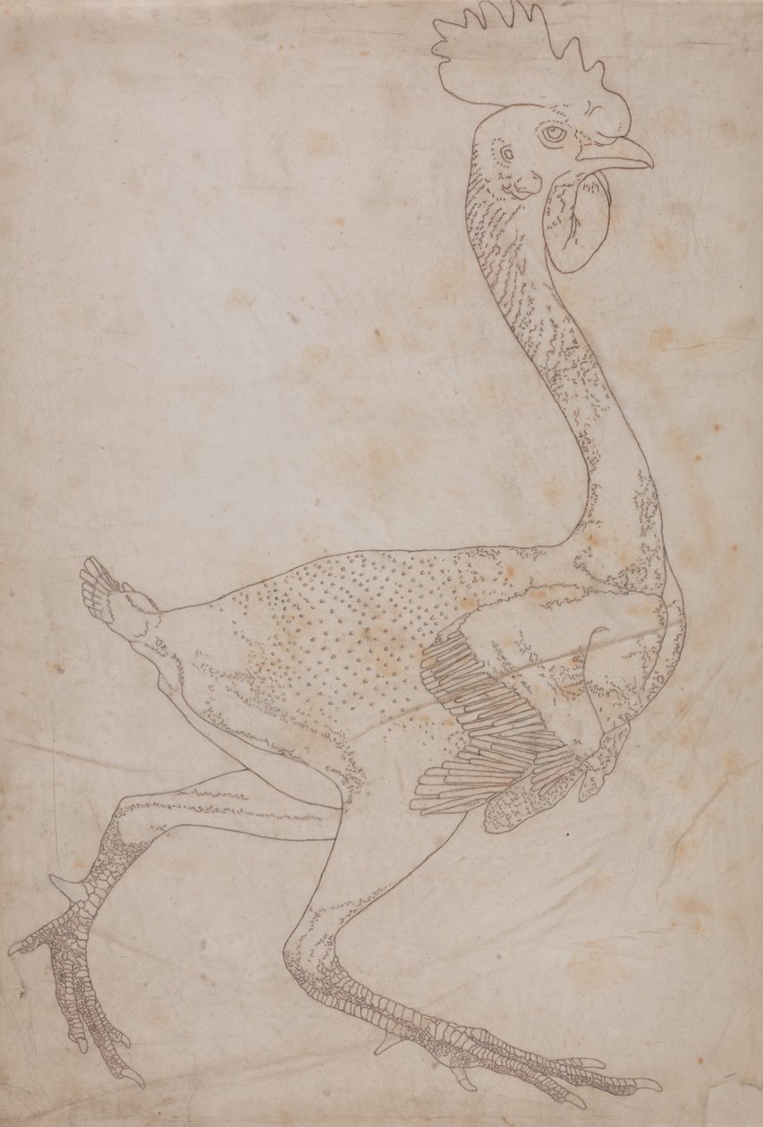 Studie av en fugl, sideutsikt, fra en sammenlignende anatomisk utstilling av strukturen til menneskekroppen med den til en tiger og en fugl, 1795-1806 (grafitt og rødt kritt på papir) av George Stubbs