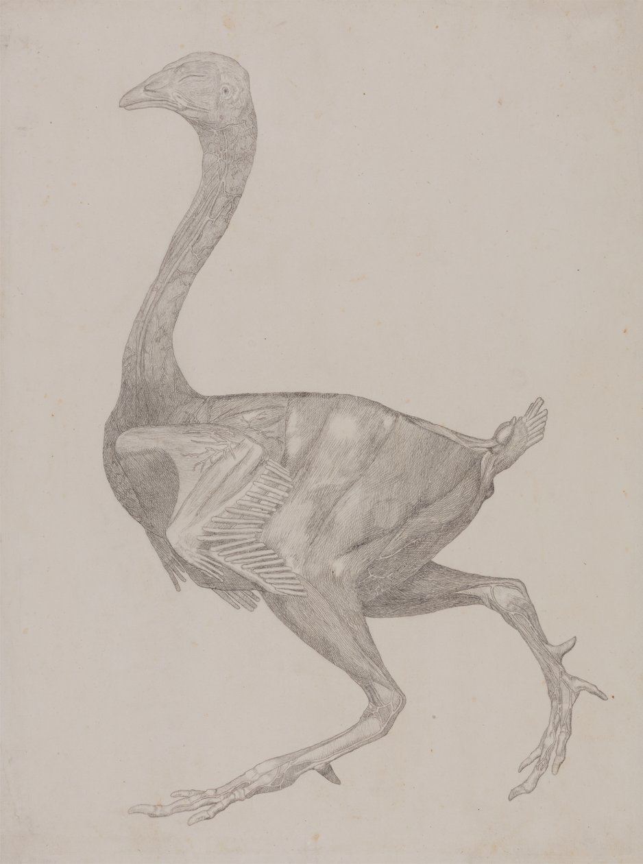 Studie av en fugl, sideutsikt, fra en sammenlignende anatomisk utstilling av strukturen til menneskekroppen med den til en tiger og en fugl, 1795-1806 (grafitt på tynt vevd papir) av George Stubbs