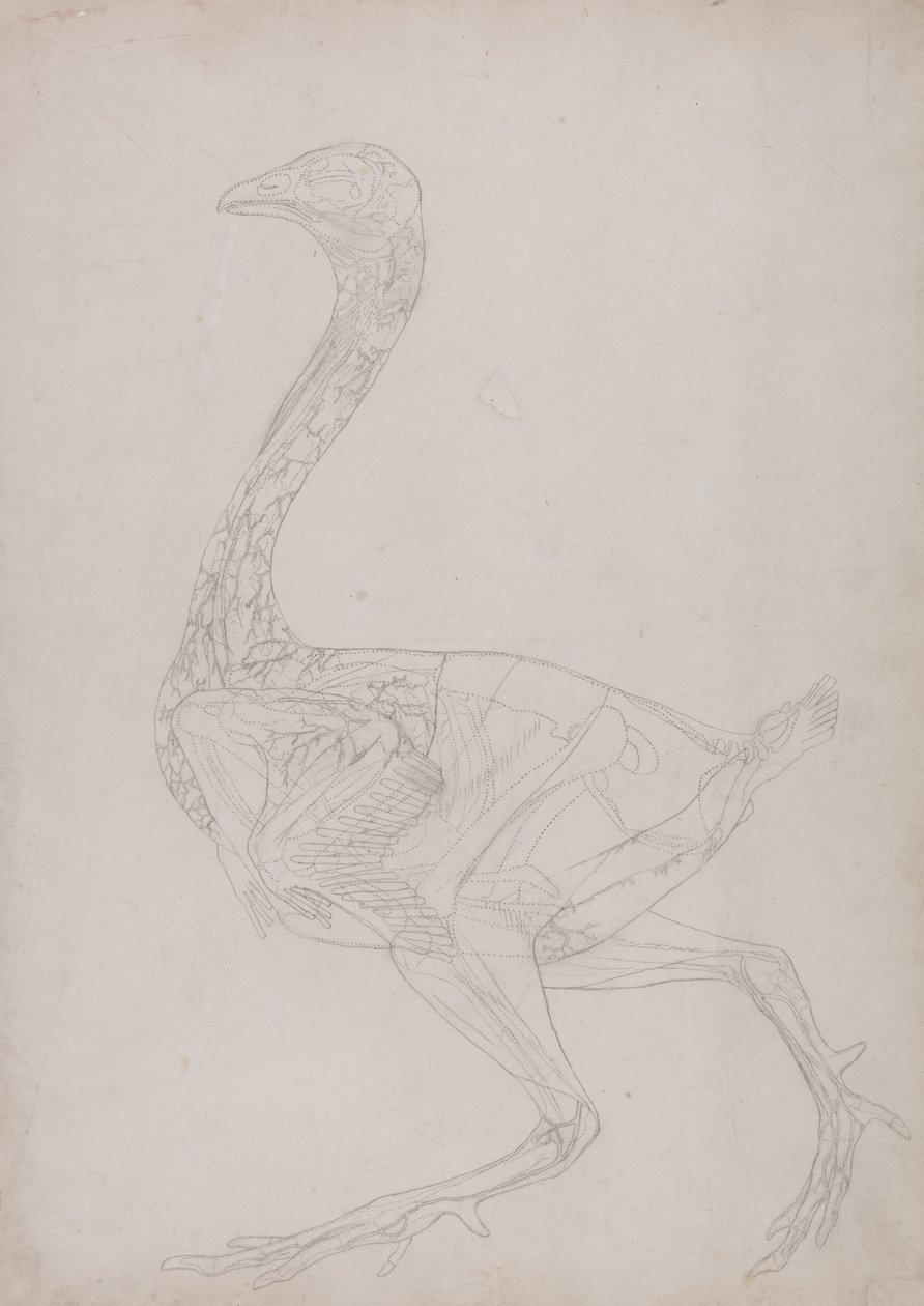 Studie av en fugl, sideutsikt, fra en sammenlignende anatomisk utstilling av strukturen til menneskekroppen med den til en tiger og en fugl, 1795-1806 (grafitt på tynt vevd papir) av George Stubbs