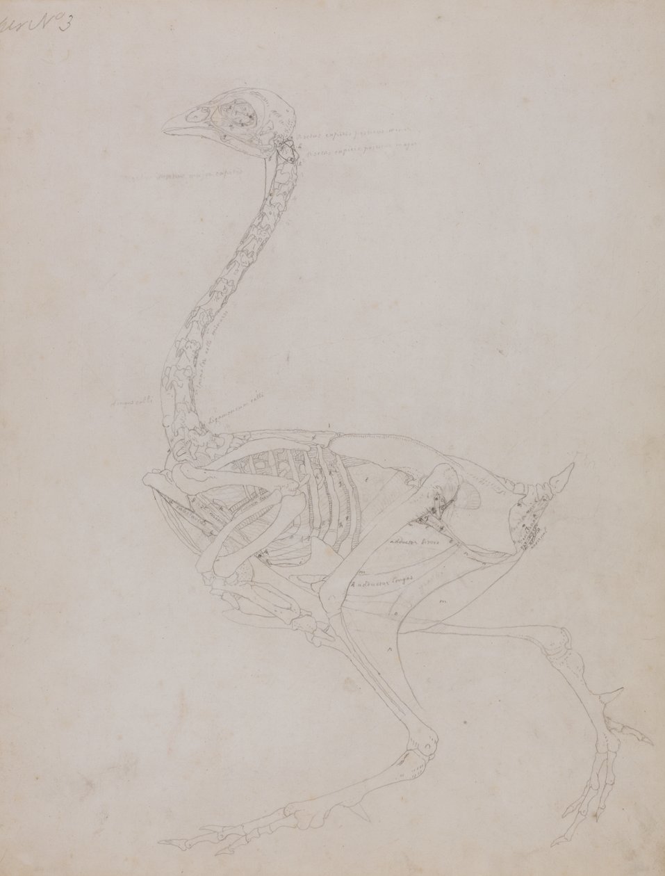 Studie av en fugl, sideutsikt, fra en sammenlignende anatomisk utstilling av strukturen til menneskekroppen med den til en tiger og en fugl, 1795-1806 (grafitt på tynt vevd papir) av George Stubbs