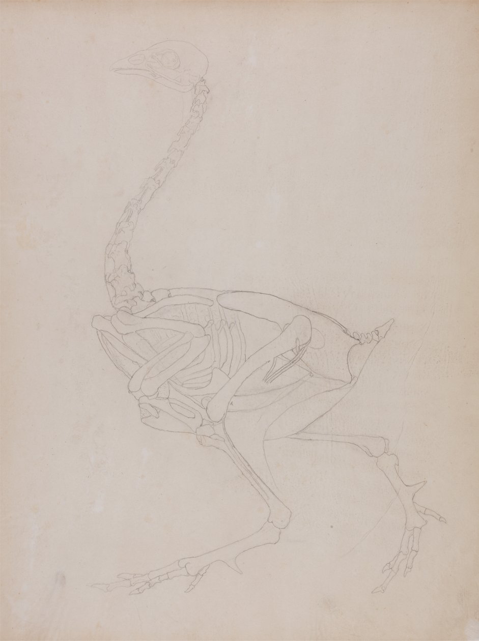 Studie av en fugl, sideutsikt, fra en sammenlignende anatomisk utstilling av strukturen til menneskekroppen med den til en tiger og en fugl, 1795-1806 (grafitt på tynt vevd papir) av George Stubbs