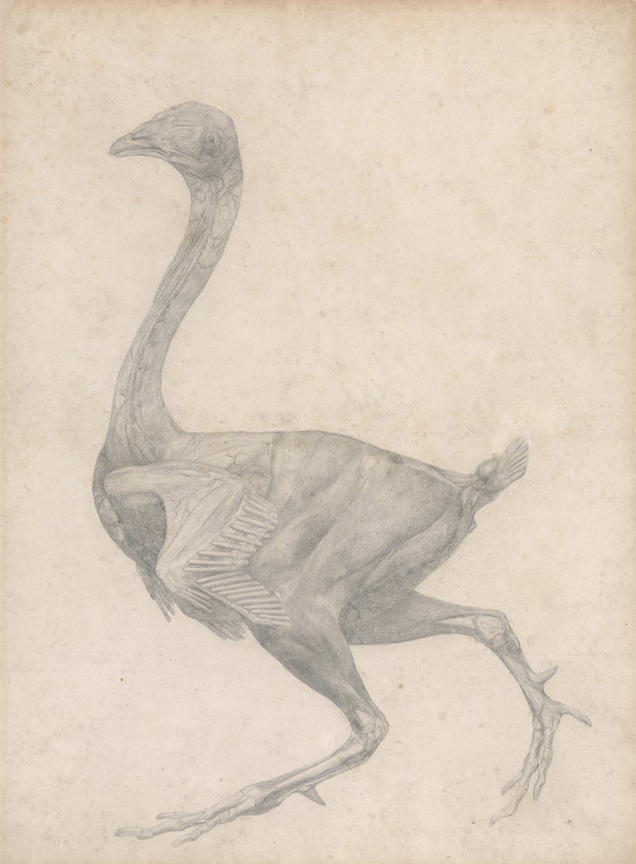 Studie av en fugl, sidesyn, med hud og underliggende fascielag fjernet, fra A Comparative Anatomical Exposition of the Structure of the Human Body with that of a Tiger and a Common Fowl, 1795 av George Stubbs