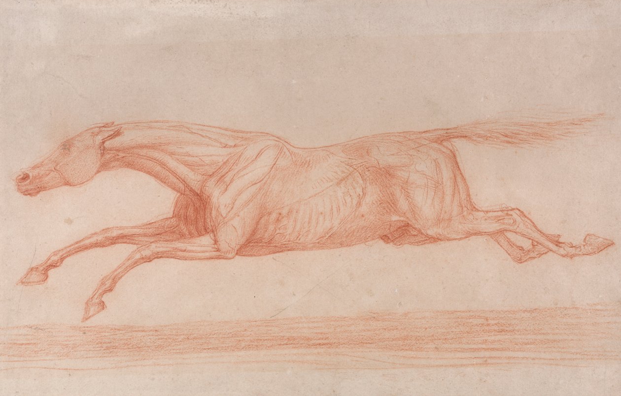 Studie av en veddeløpshest i aksjon: Galoppering til venstre, en semi-anatomisk studie, med flettet hud for å vise musklenes virkning av George Stubbs