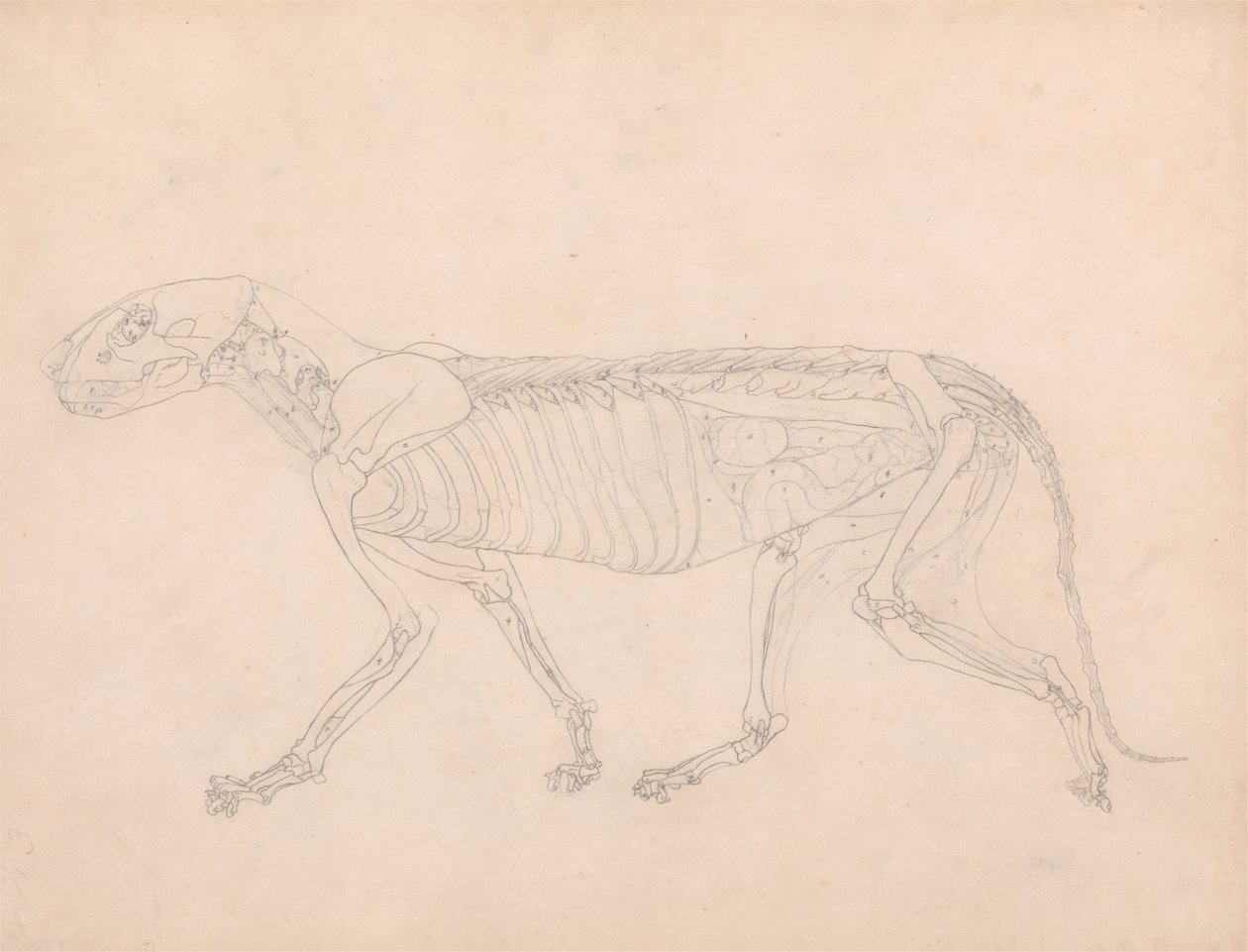 Studie av en tiger, lateralt syn, abdominal innvoller eksponert, fra en sammenlignende anatomisk utstilling av strukturen til menneskekroppen med den til en tiger og en fugl, ca. 1795-1806 (grafitt på av George Stubbs