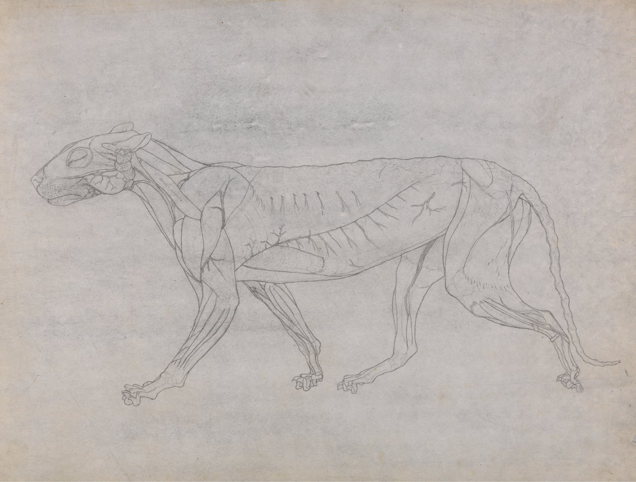 Studie av en tiger, sideutsikt, fra en sammenlignende anatomisk fremstilling av menneskekroppens struktur med en tiger og en fugl, ca. 1795-1806 (grafitt og blekk på patronpapir) av George Stubbs