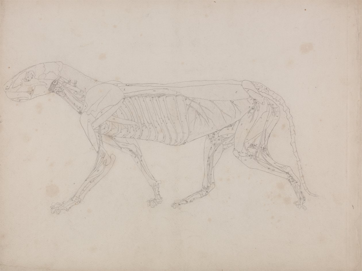 Studie av en tiger, sideutsikt, fra en sammenlignende anatomisk fremstilling av menneskekroppens struktur med en tiger og en fugl, ca. 1795-1806 (grafitt på patronpapir) av George Stubbs