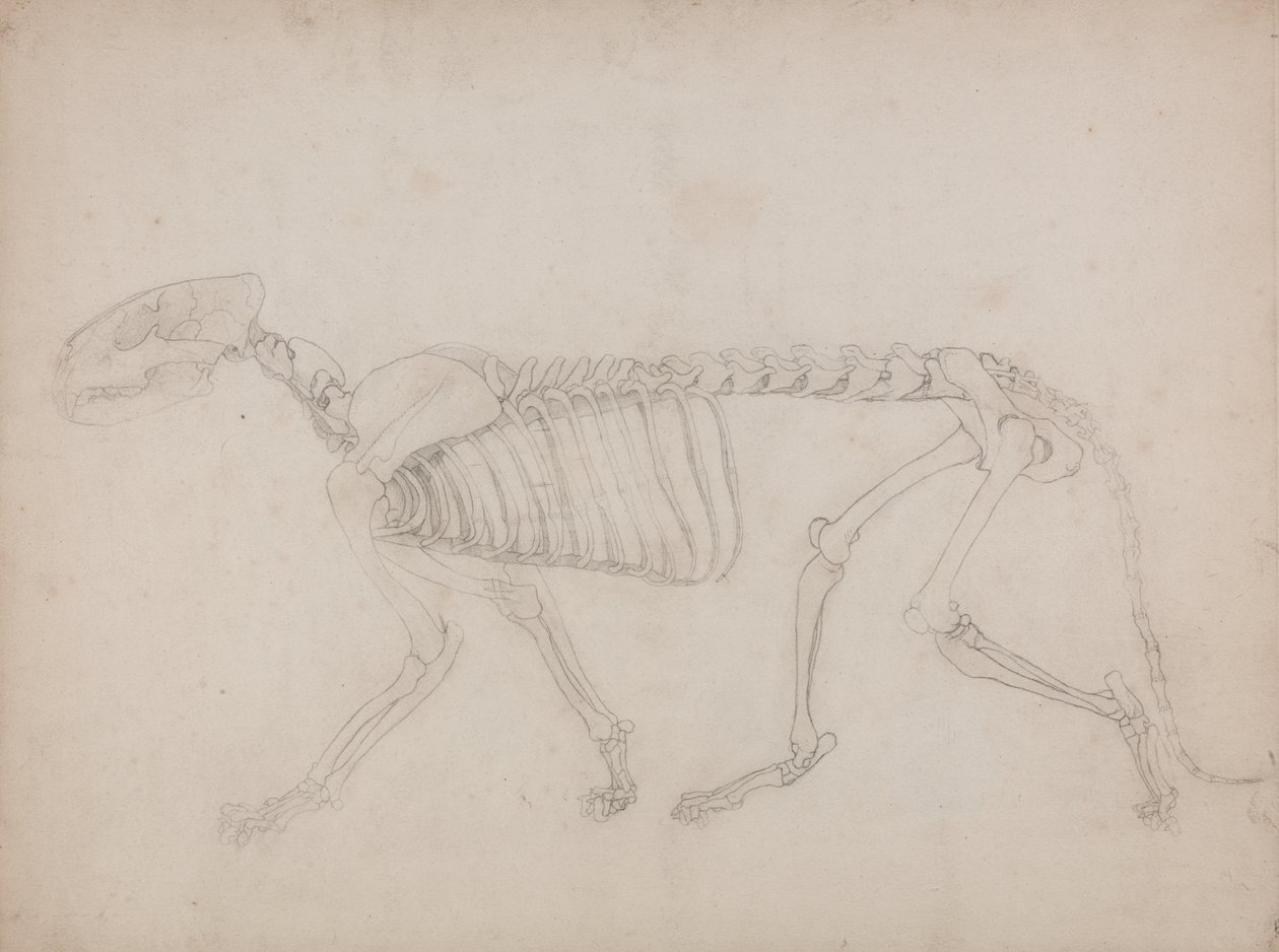 Studie av en tiger, sideutsikt, fra en sammenlignende anatomisk utstilling av strukturen til menneskekroppen med den til en tiger og en fugl, 1795-1806 (grafitt på kraftig vevd papir) av George Stubbs
