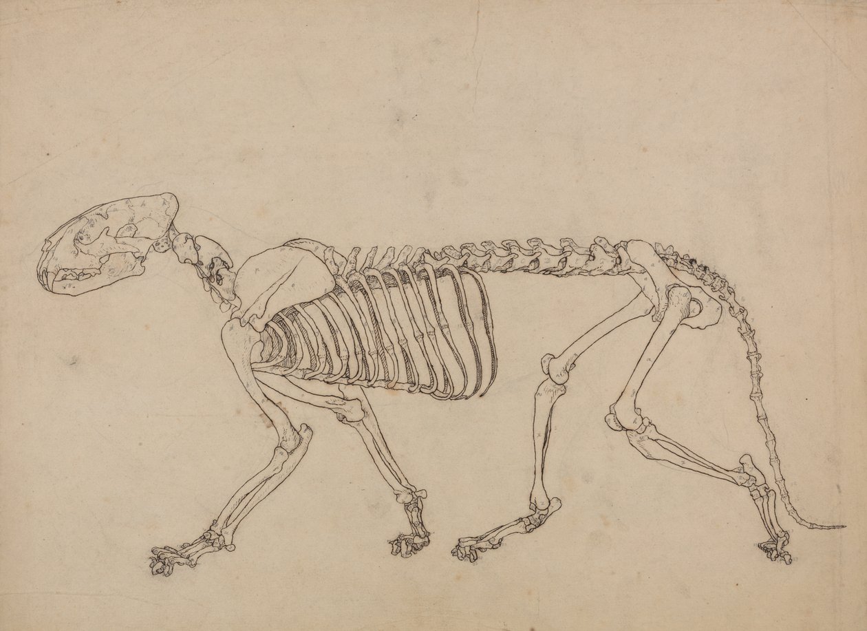 Studie av en tiger, sideutsikt, fra en sammenlignende anatomisk utstilling av strukturen til menneskekroppen med den til en tiger og en fugl, 1795-1806 (penn og blekk og grafitt på tynt vevd papir av George Stubbs