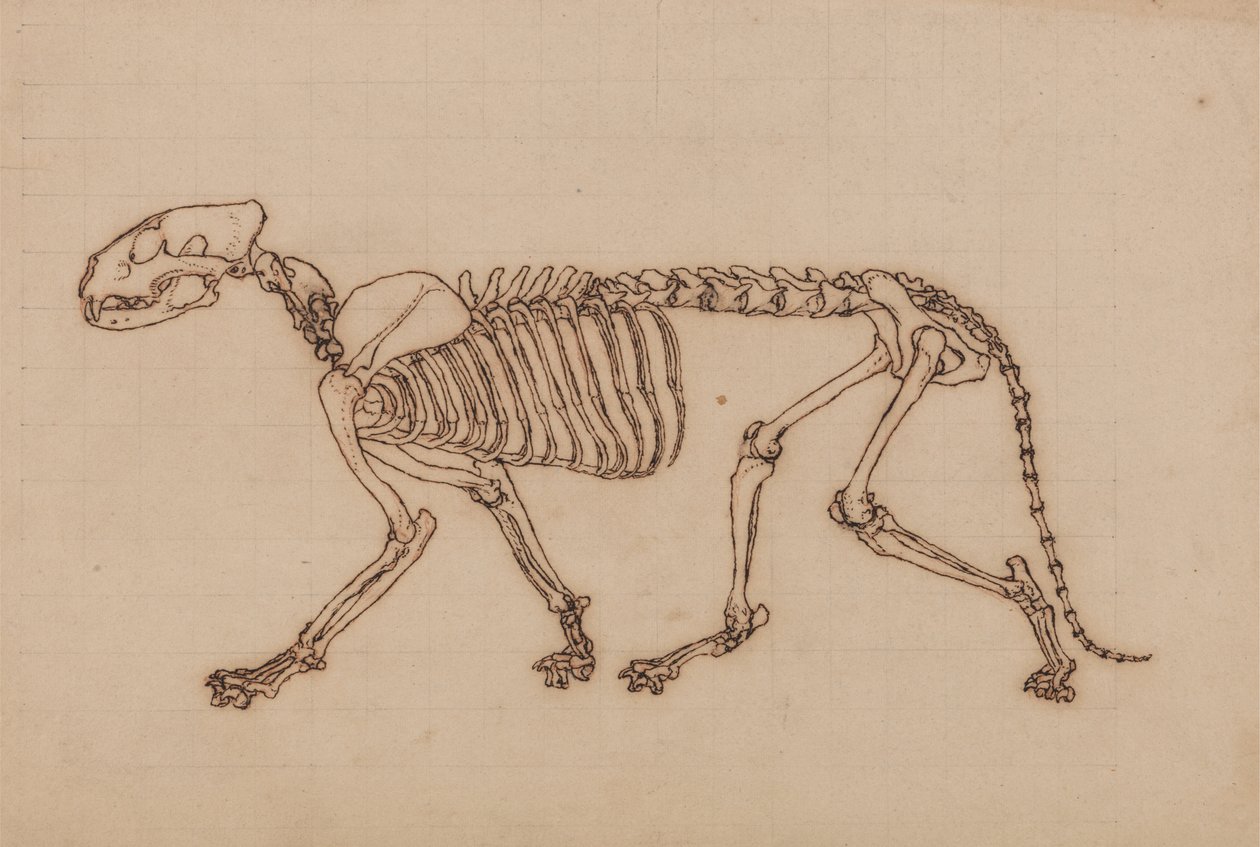 Studie av en tiger, sideutsikt, fra en sammenlignende anatomisk utstilling av strukturen til menneskekroppen med den til en tiger og en fugl, 1795-1806 (svart blekk over krittgrafitt på tung vev av George Stubbs