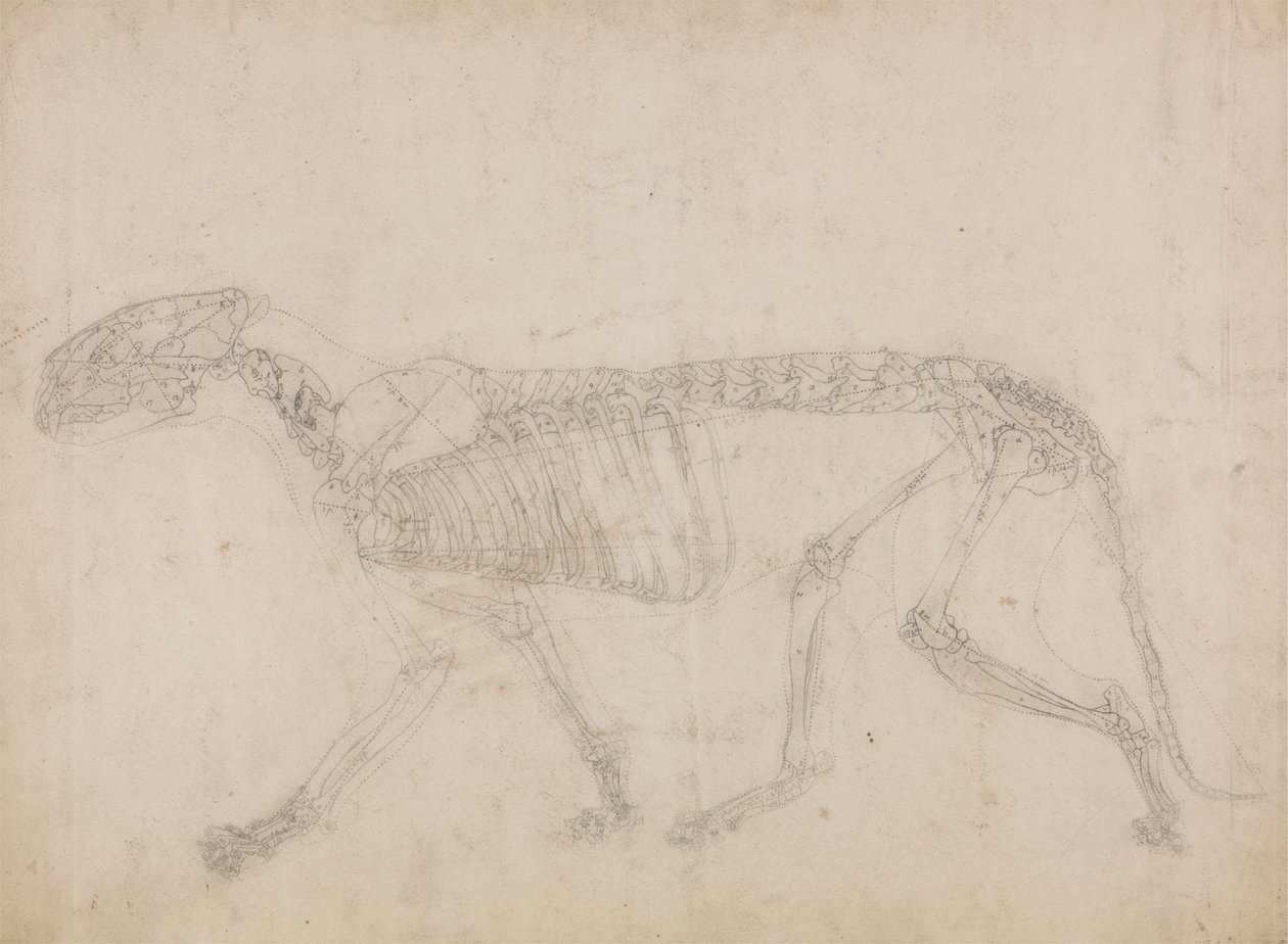Studie av en tiger, sideutsikt, fra en sammenlignende anatomisk utstilling av strukturen til menneskekroppen med den til en tiger og en fugl, 1795-1806 (grafitt på kraftig vevd papir) av George Stubbs