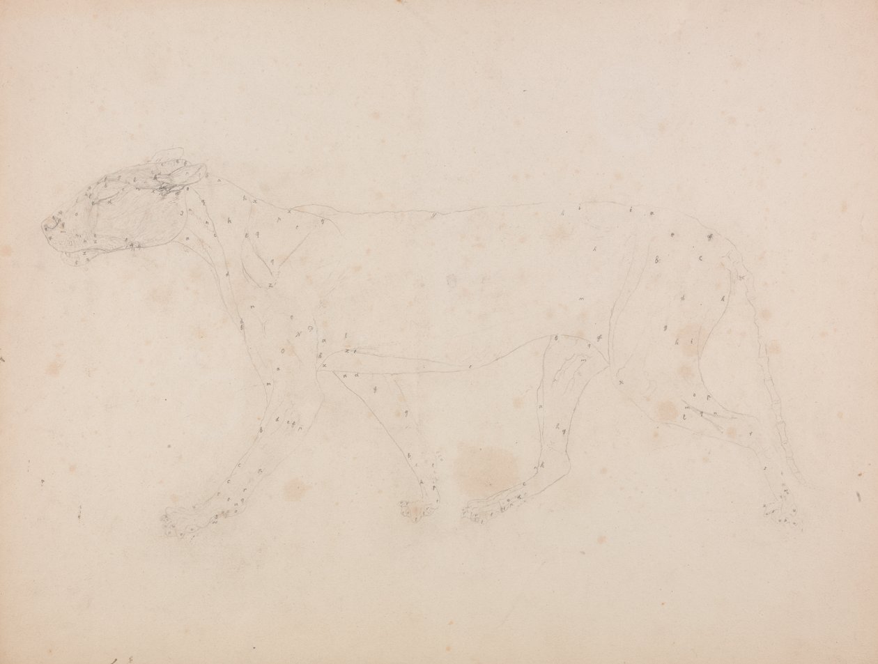 Studie av en tiger, sideutsikt, fra en sammenlignende anatomisk utstilling av strukturen til menneskekroppen med den til en tiger og en fugl, 1795-1806 (grafitt på vevd papir) av George Stubbs