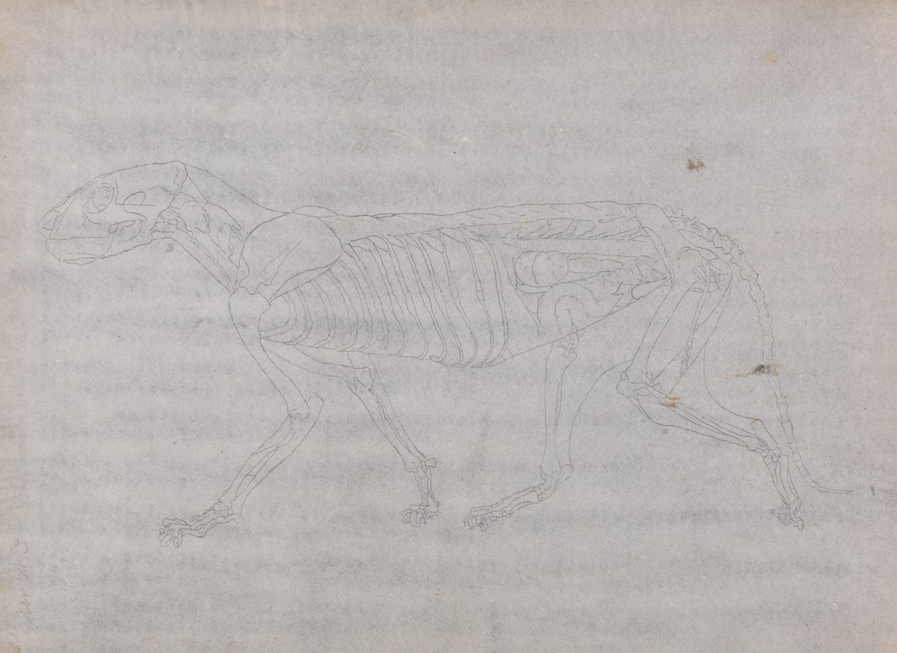 Studie av en tiger, sideutsikt, fra en sammenlignende anatomisk utstilling av strukturen til menneskekroppen med den til en tiger og en fugl, 1795-1806 (grafitt på tynt vevd papir) av George Stubbs