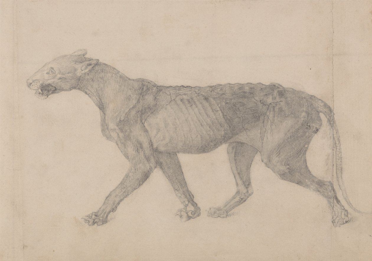 Studie av en tiger, sideutsikt, fra en sammenlignende anatomisk utstilling av strukturen til menneskekroppen med en tiger og en fugl, 1795-1806 (grafitt på lagt papir) av George Stubbs