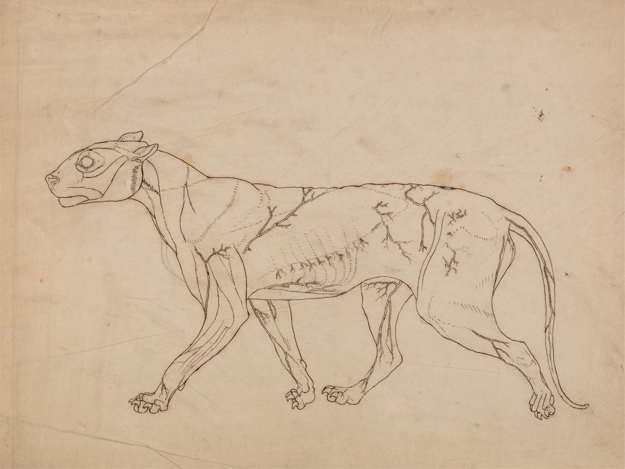 Studie av en tiger, sideutsikt, fra en sammenlignende anatomisk utstilling av strukturen til menneskekroppen med den til en tiger og en fugl, 1795-1806 (grafitt på kraftig vevd papir) av George Stubbs