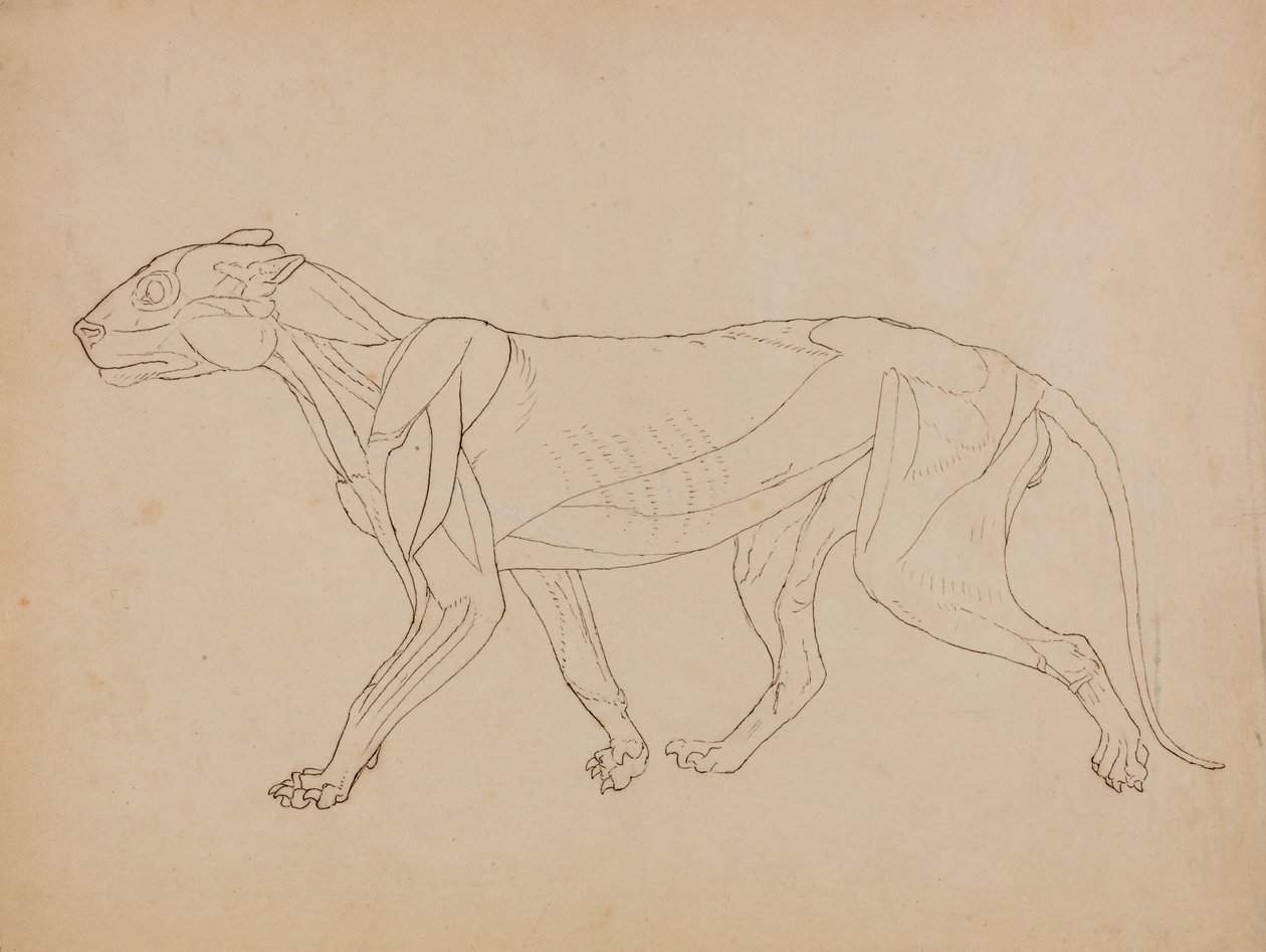 Studie av en tiger, sidevisning, fra en sammenlignende anatomisk fremstilling av menneskekroppens struktur med en tiger og en fugl, 1795-1806 (penn og blekk over grafitt og kritt på vevd p av George Stubbs