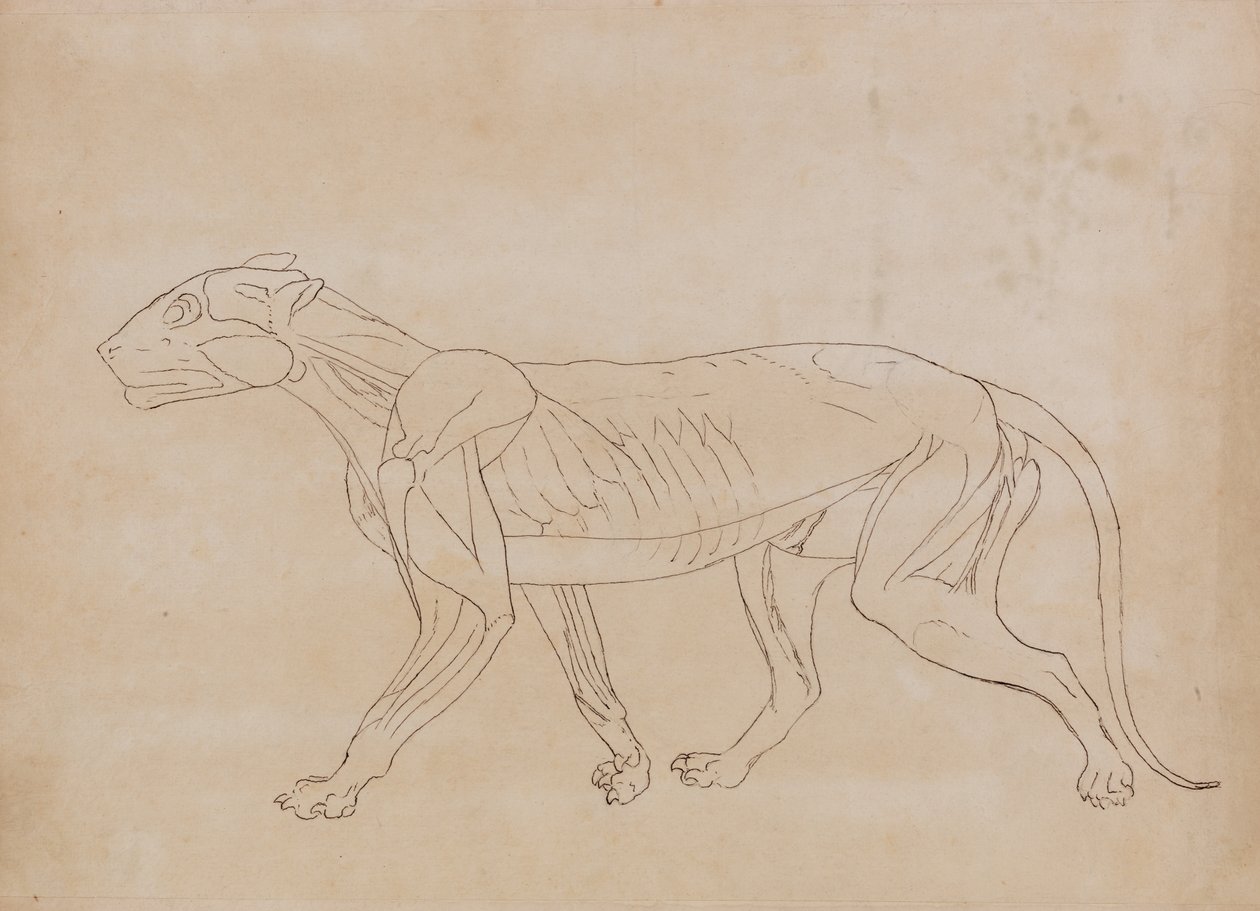 Studie av en tiger, sidevisning, fra en sammenlignende anatomisk utstilling av strukturen til menneskekroppen med en tiger og en fugl, 1795-1806 (penn og svart blekk over grafitt på vevd papir av George Stubbs