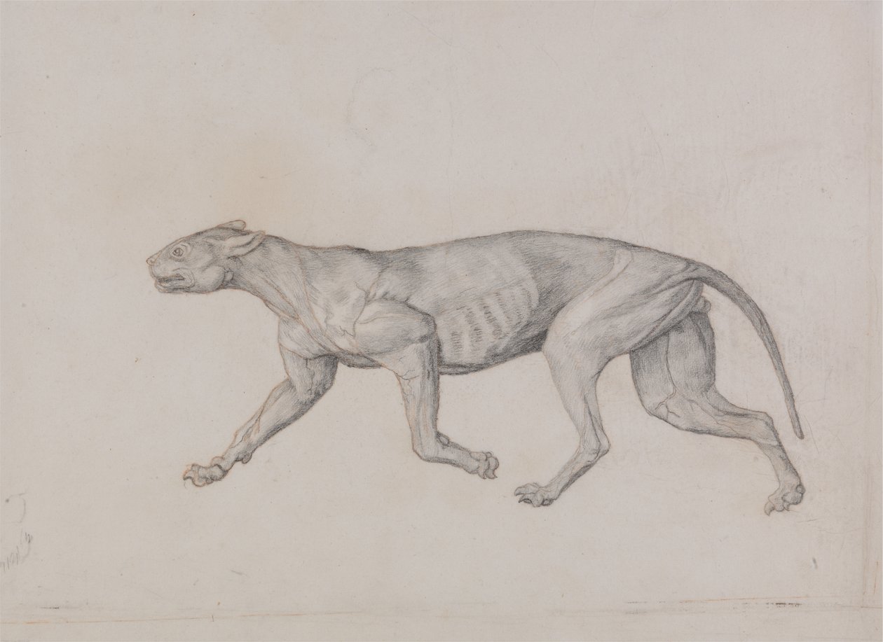 Studie av en tiger, sideutsikt, fra en sammenlignende anatomisk utstilling av strukturen til menneskekroppen med den til en tiger og en fugl, 1795-1806 (grafitt med rødt kritt på tynn vevd papir) av George Stubbs
