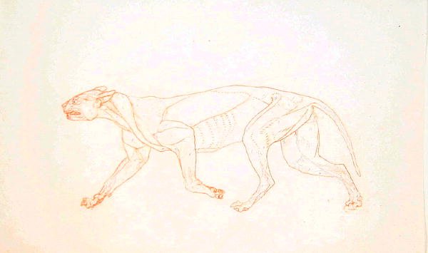 Studie av en tiger, sideutsikt, fra en sammenlignende anatomisk utstilling av strukturen til menneskekroppen med den til en tiger og en fugl, 1795-1806 (rød krittgrafitt på vevd papir) av George Stubbs
