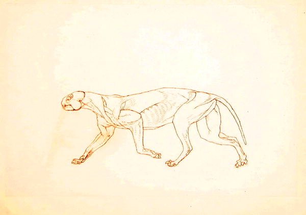 Studie av en tiger, sideutsikt, fra en sammenlignende anatomisk utstilling av strukturen til menneskekroppen med den til en tiger og en fugl, 1795-1806 (penn og blekk over rødt kritt på tynn vevd pap av George Stubbs