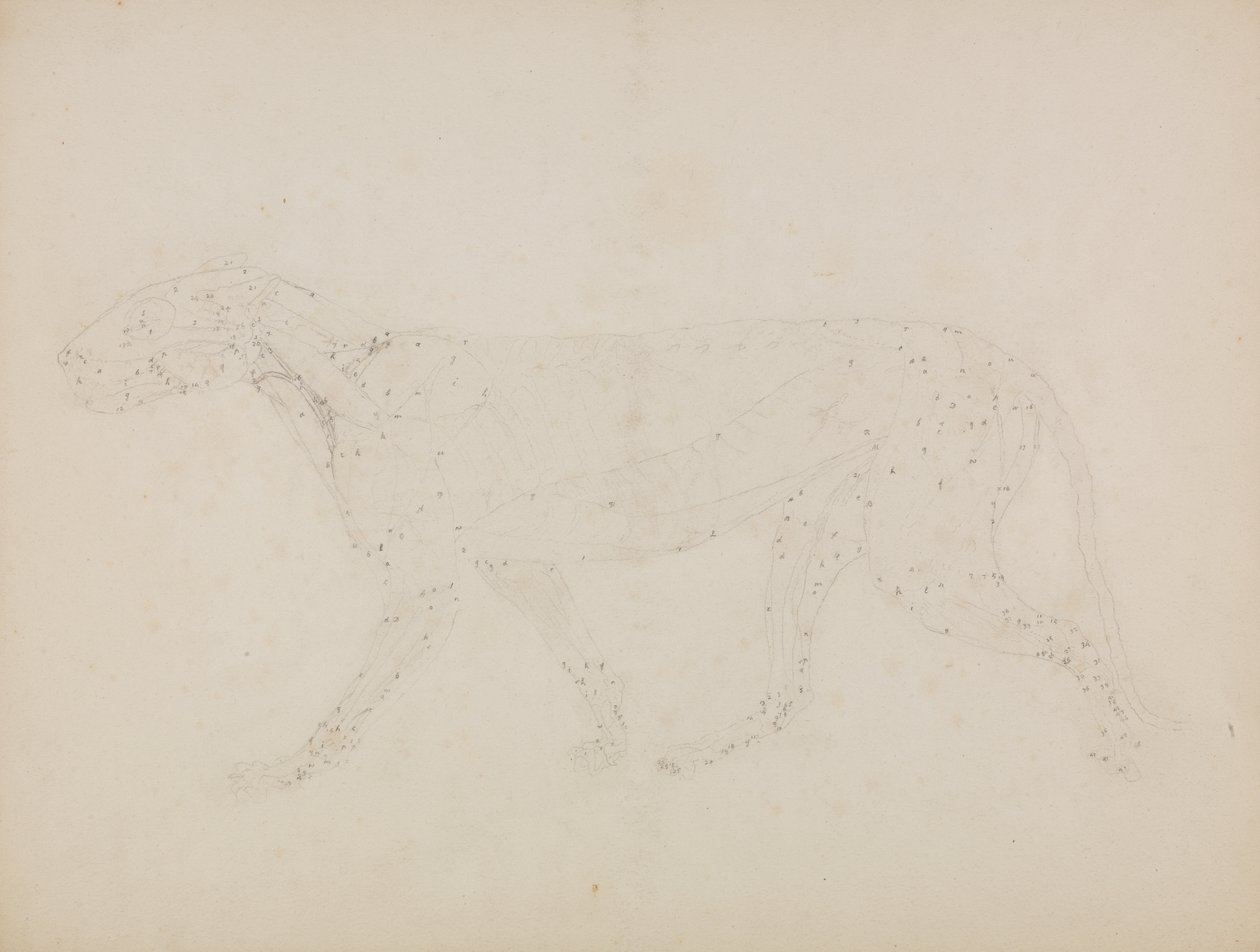 Studie av en tiger, sidevisning, fra "En sammenlignende anatomisk utstilling av strukturen til menneskekroppen med strukturen til en tiger og en fugl" av George Stubbs