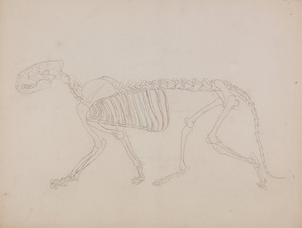 Studie av en tiger, sidevisning, fra "En sammenlignende anatomisk utstilling av strukturen til menneskekroppen med strukturen til en tiger og en fugl" av George Stubbs