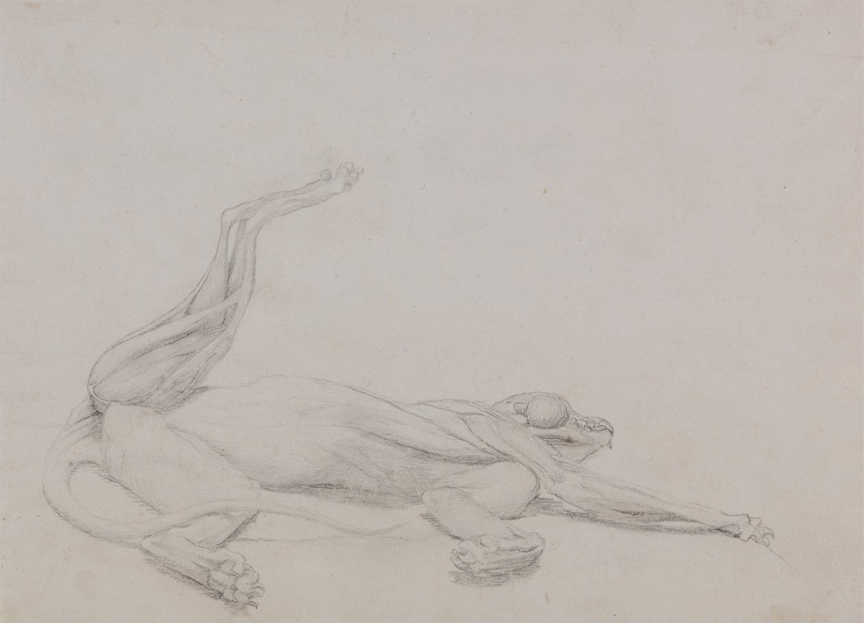 Studie av en tiger, liggende, sett ventralt, fra en sammenlignende anatomisk utstilling av strukturen til menneskekroppen med den til en tiger og en fugl, 1795-1806 (grafitt på tynn vevd papir) av George Stubbs