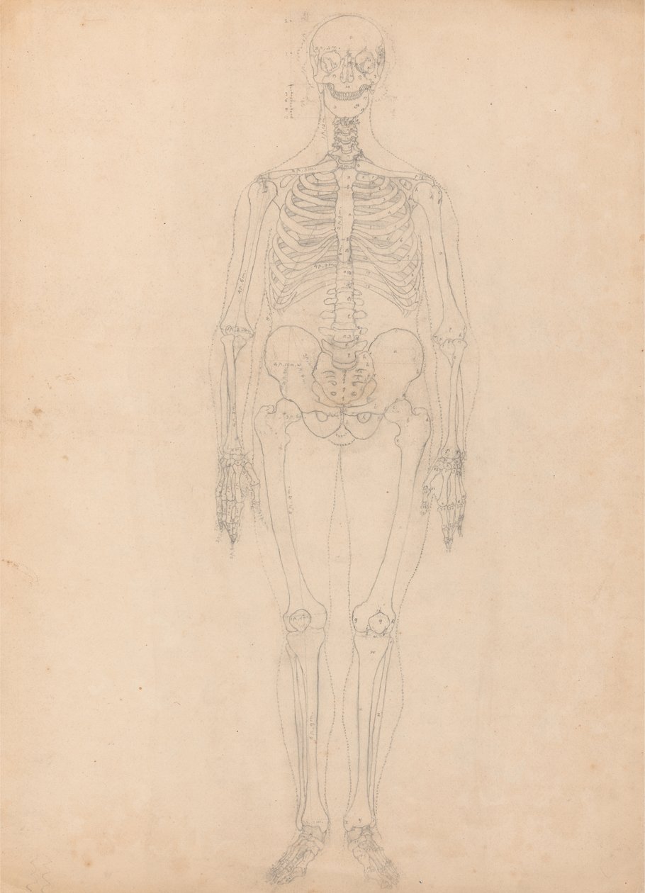 Studie av den menneskelige figuren, forfra, diagram for nøkkel til tabell I, fra en sammenlignende anatomisk fremstilling av strukturen til menneskekroppen med strukturen til en tiger og en fugl, ca. 1795-1806 (g av George Stubbs