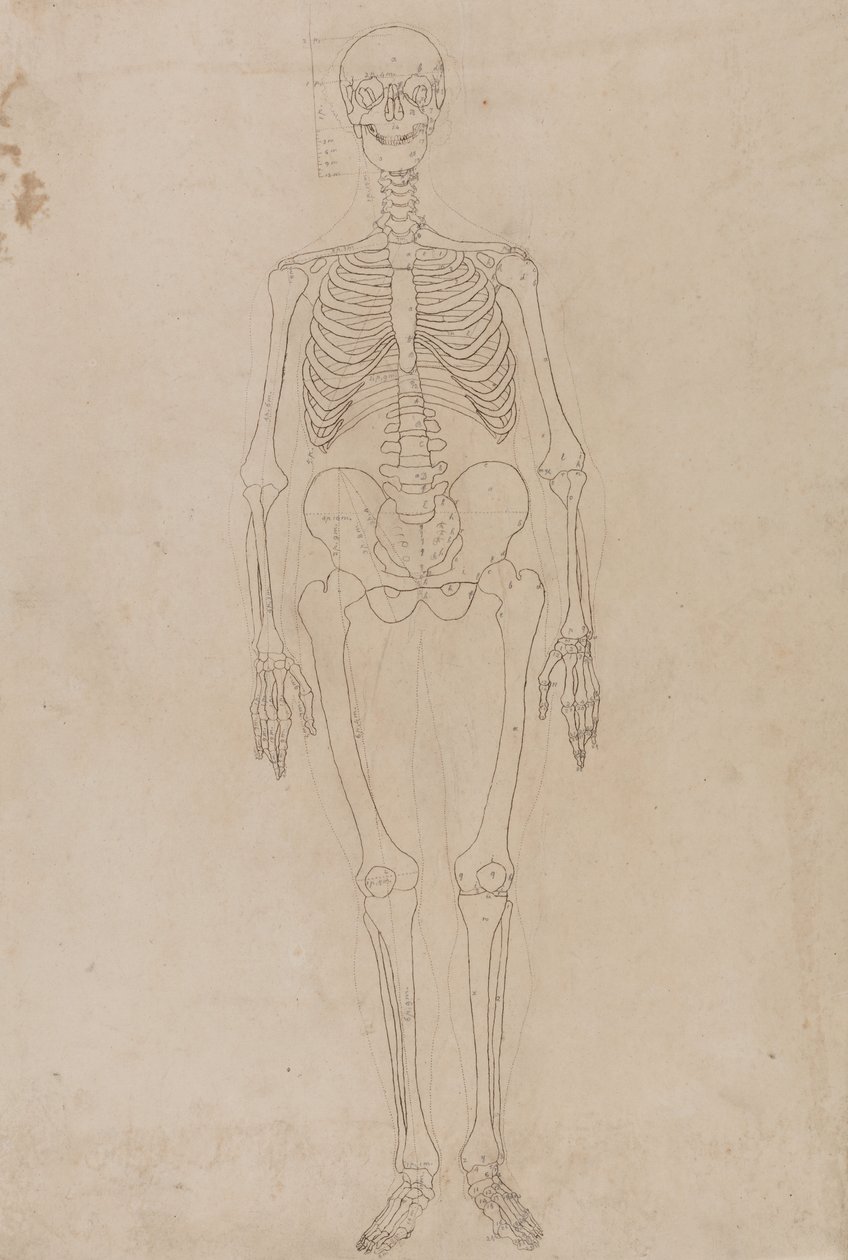 Studie av den menneskelige figuren, forfra, fra en sammenlignende anatomisk fremstilling av strukturen til menneskekroppen med strukturen til en tiger og en fugl, ca. 1795-1806 (grafitt og blekk på papir) av George Stubbs
