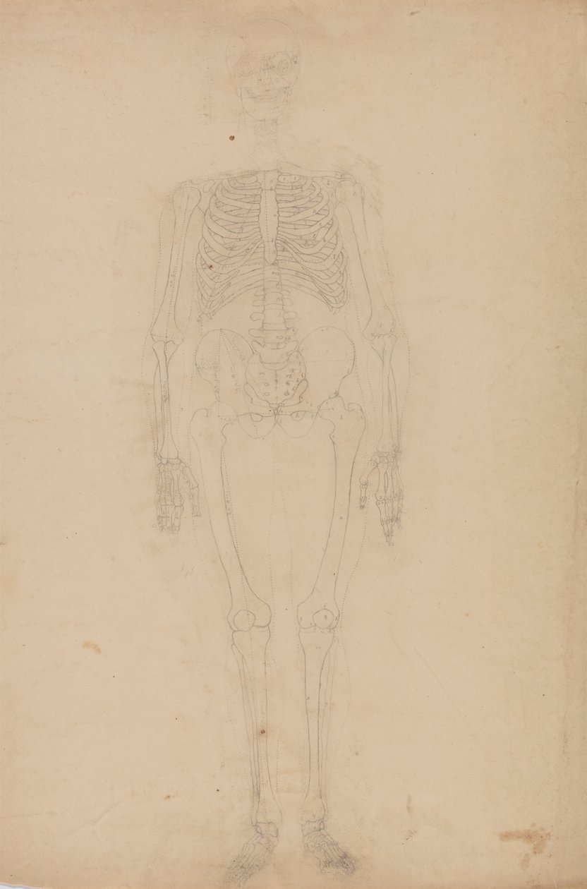 Studie av den menneskelige figuren, forfra, fra en sammenlignende anatomisk utstilling av strukturen til menneskekroppen med strukturen til en tiger og en fugl, ca. 1795-1806 (grafitt på papir) av George Stubbs