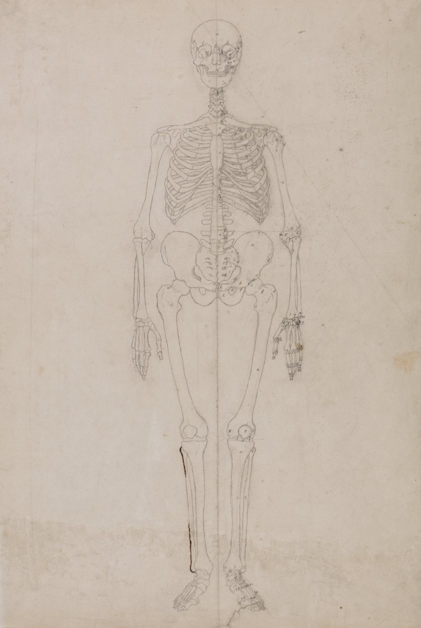 Studie av den menneskelige figuren, forfra, fra en sammenlignende anatomisk fremstilling av strukturen til menneskekroppen med strukturen til en tiger og en fugl, ca. 1795-1806 (grafitt og blekk på papir) av George Stubbs