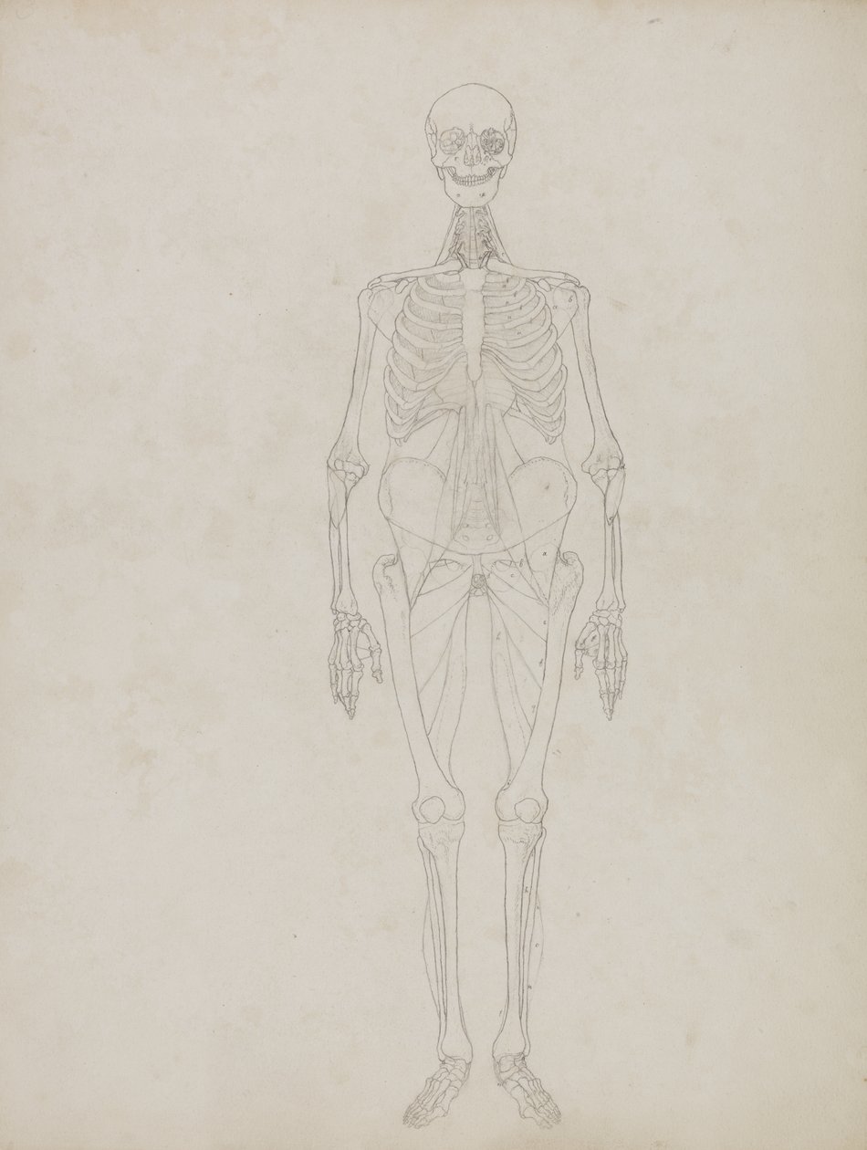 Studie av den menneskelige figuren, anterior View, fra 