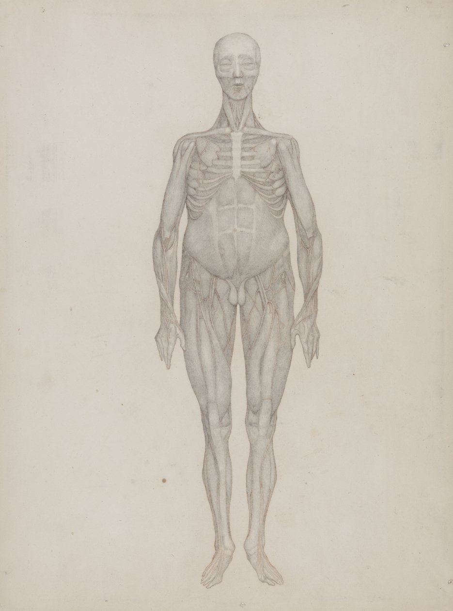 Studie av den menneskelige figuren, anterior View, fra 