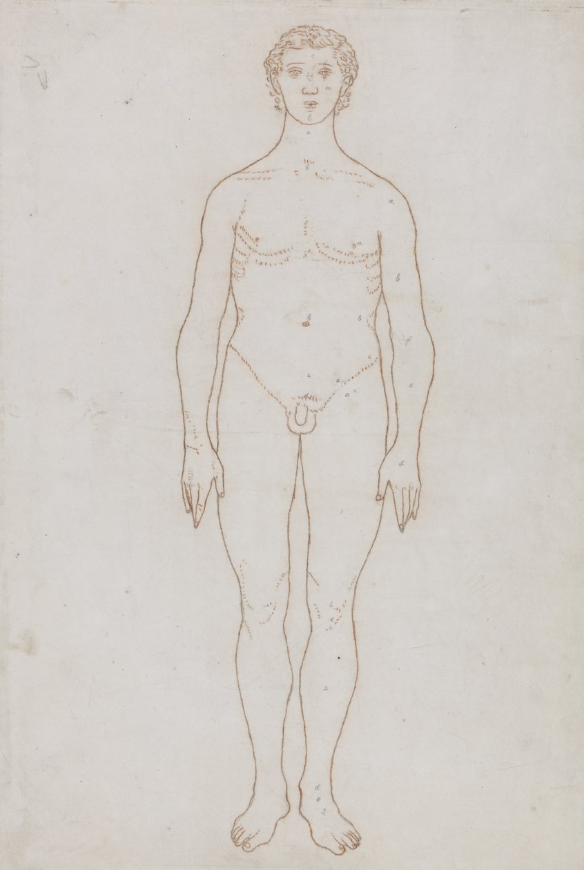 Studie av den menneskelige figuren, anterior View, fra 