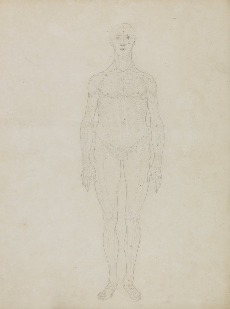 Studie av den menneskelige figuren, anterior View, fra 