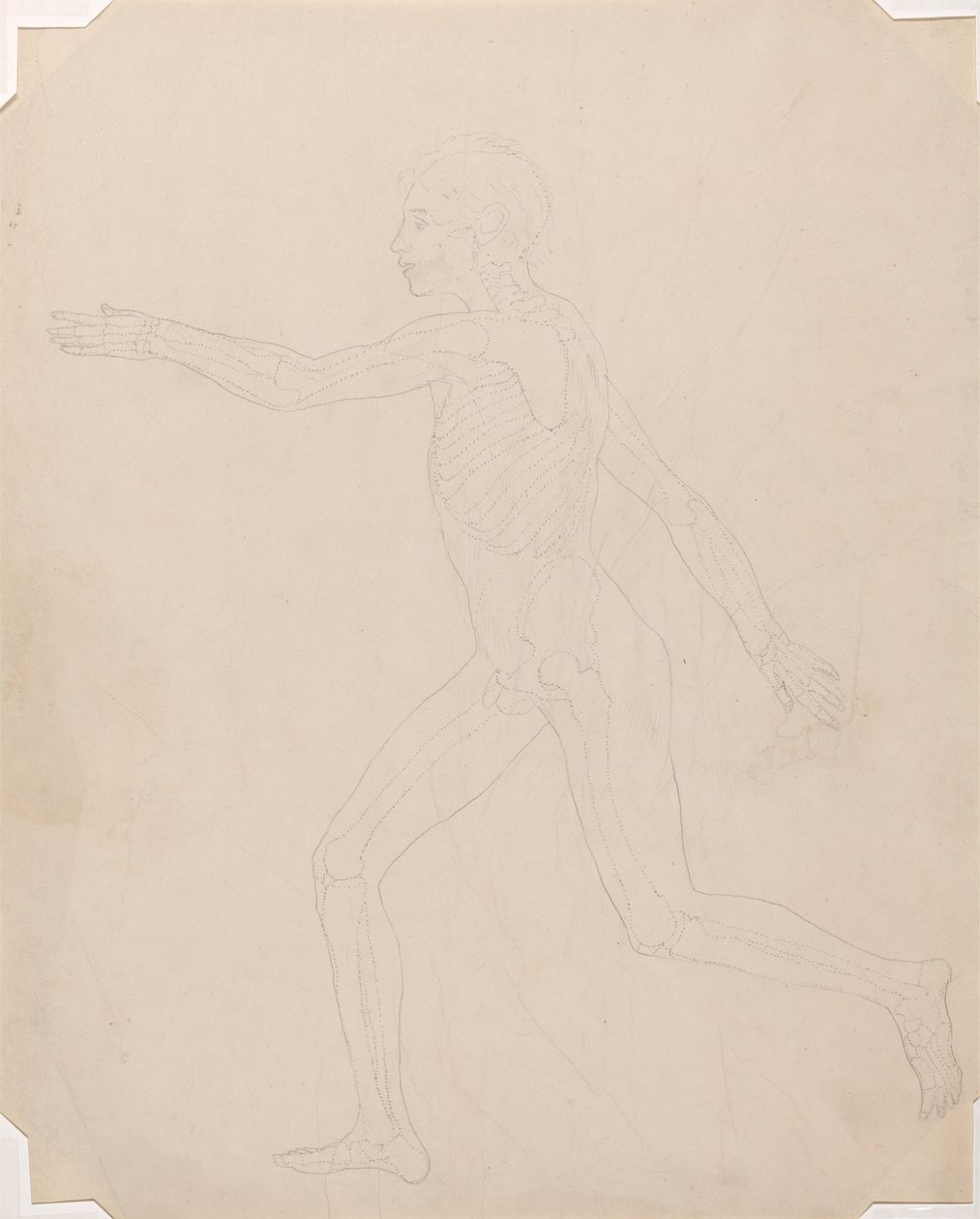 Studie av menneskefiguren, sidevisning, en sammenlignende anatomisk fremstilling av strukturen til menneskekroppen med strukturen til en tiger og en fugl, ca. 1795-1806 (grafitt på patronpapir) av George Stubbs