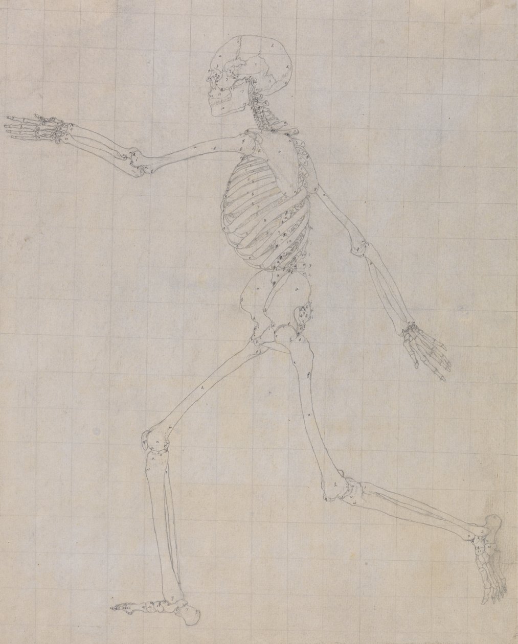 Studie av den menneskelige figuren, sidevisning, avsluttet studie for tabell III, fra En sammenlignende anatomisk utstilling av strukturen til menneskekroppen med strukturen til en tiger og en fugl, 1795-1806 (gr. av George Stubbs