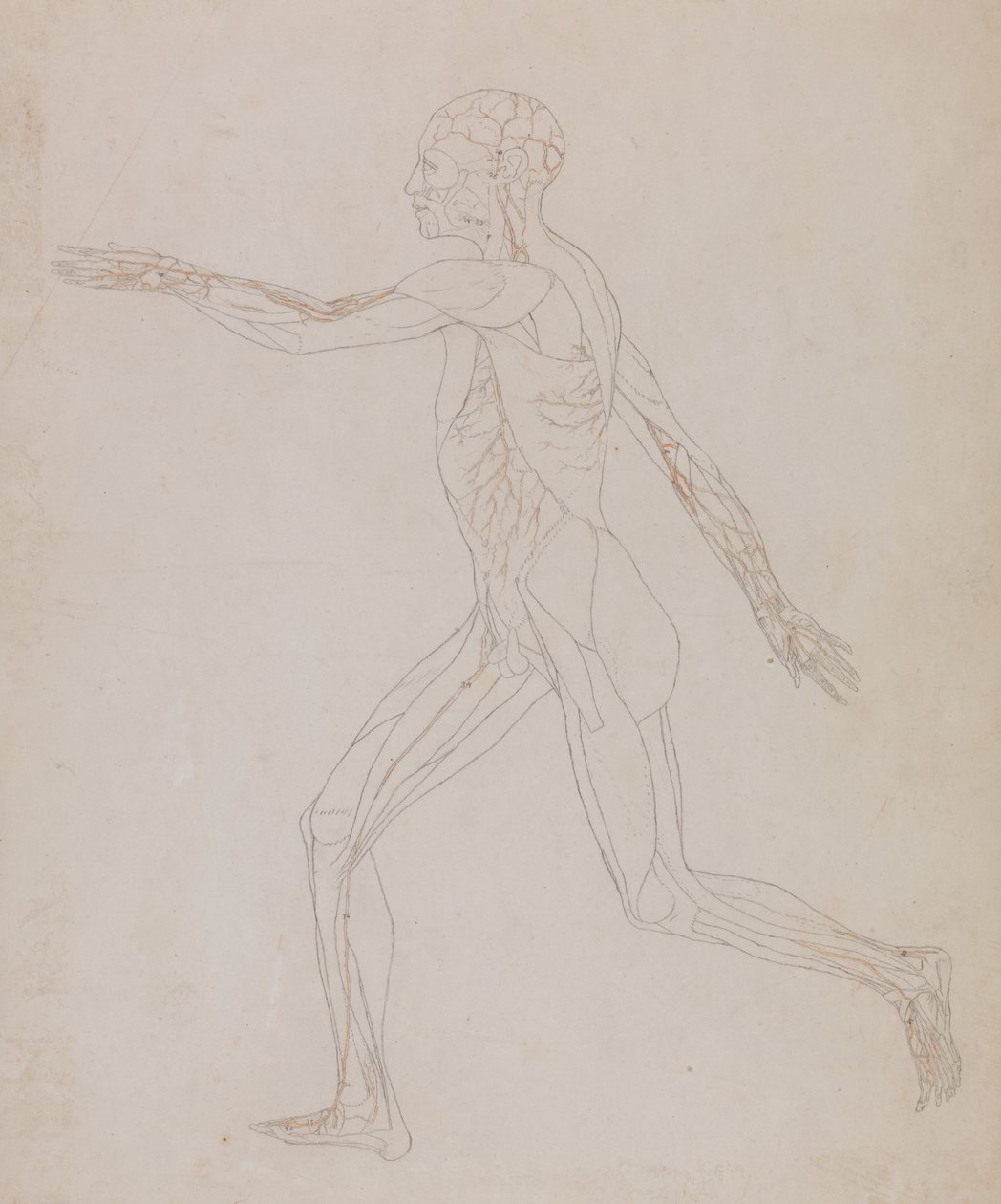 Studie av den menneskelige figuren, sidevisning, fra en sammenlignende anatomisk utstilling av strukturen til menneskekroppen med strukturen til en tiger og en fugl, ca. 1795-1806 (grafitt på papir) av George Stubbs