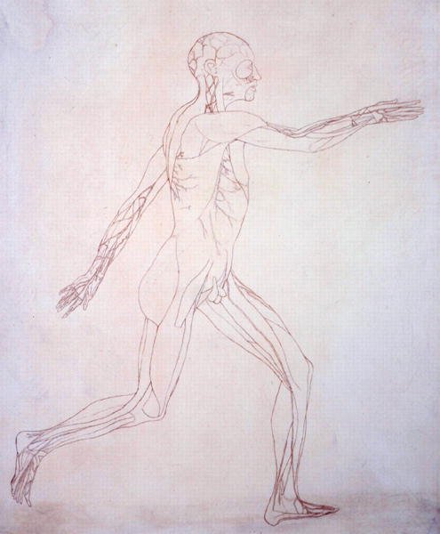 Studie av den menneskelige figuren, sidevisning, fra en sammenlignende anatomisk fremstilling av strukturen til menneskekroppen med strukturen til en tiger og en fugl, ca. 1795-1806 (blekk på papir) av George Stubbs